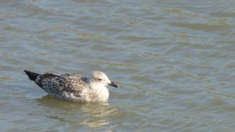 langeoog, urlaub, möwe, natur, wattenmeer