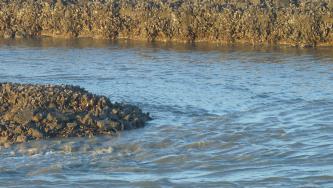 Langeoog liegt im Wattenmeer, bei einem Urlaub auf Langeoog darf daher eine Wattwanderung nicht fehlen langeoog, urlaub, ebbe, flut, wattenmeer